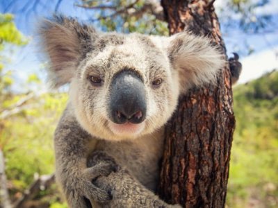 Close up of koala in tree. Image, Adobe.